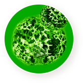 암세포에 구멍을 뚫어 암세포 사멸 (효소방출) 이미지